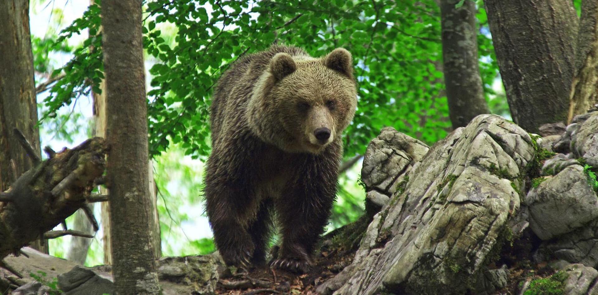 Cherry House - Cosy House - Ideal For Bear Watching, In The Neighborhood Of The Medieval Sneznik Castle Stari Trg pri Lozu Exterior foto